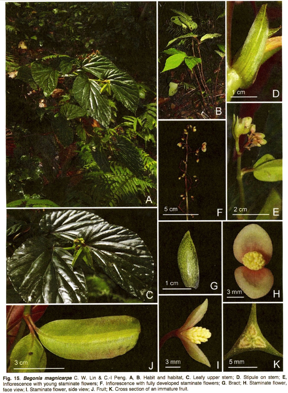B. magnicarpa